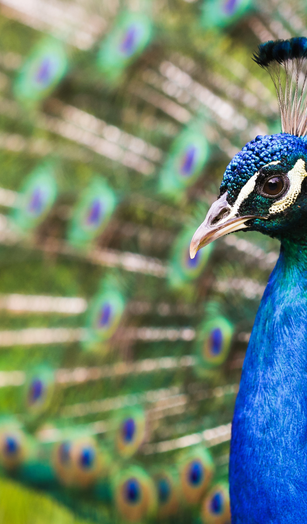 Голова голубого красивого павлина крупным планом