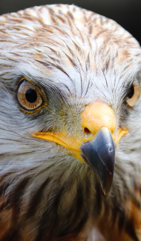 Голова хищного беркута с острым клювом