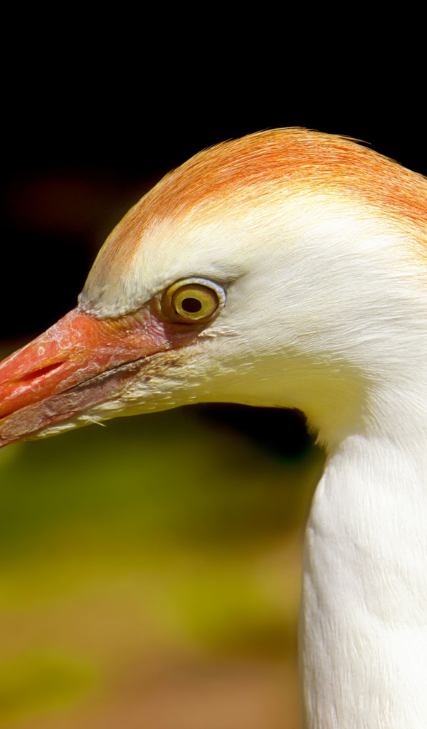 Голова цапли с острым клювом 