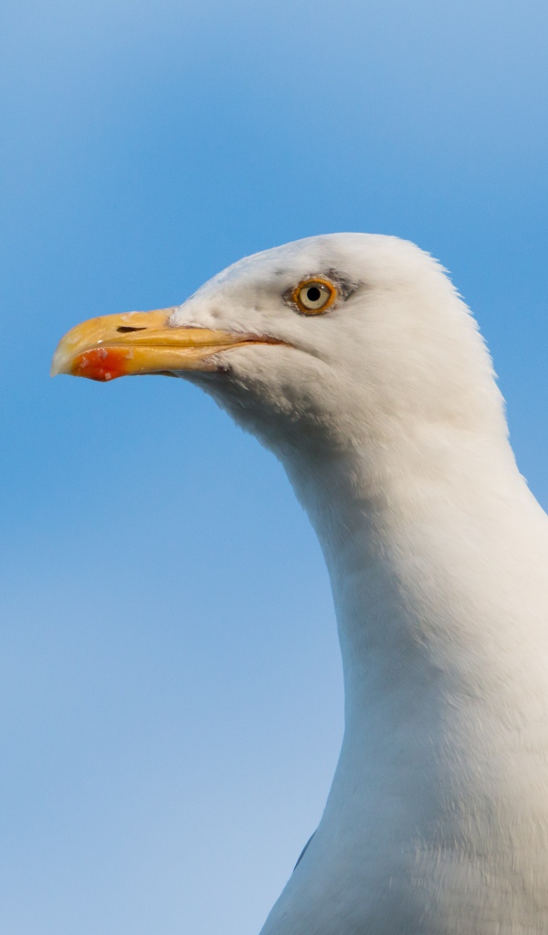 Ivory seagull head against blue sky