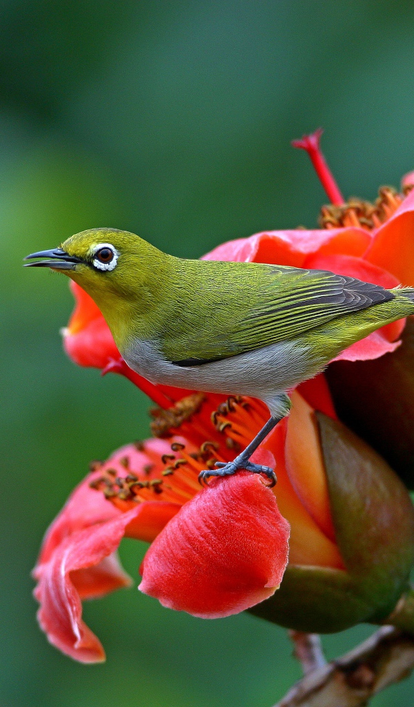 Японская Белоглазка сидит на красном цветке 