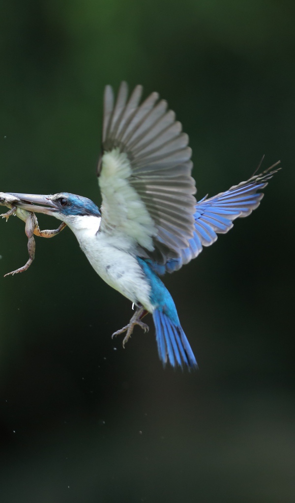 Птица зимородок кормит птенцов в гнезде 