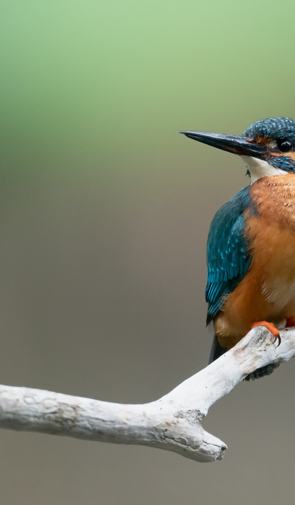 Птица зимородок сидит на ветке 