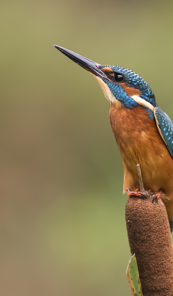 Птица зимородок сидит на камыше