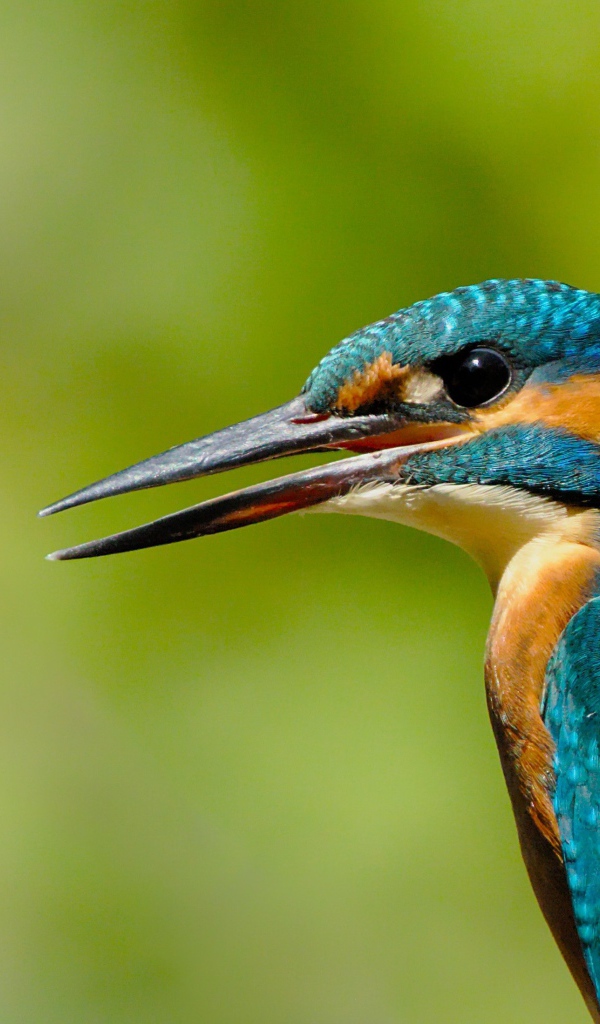 Птица зимородок с открытым клювом на зеленом фоне