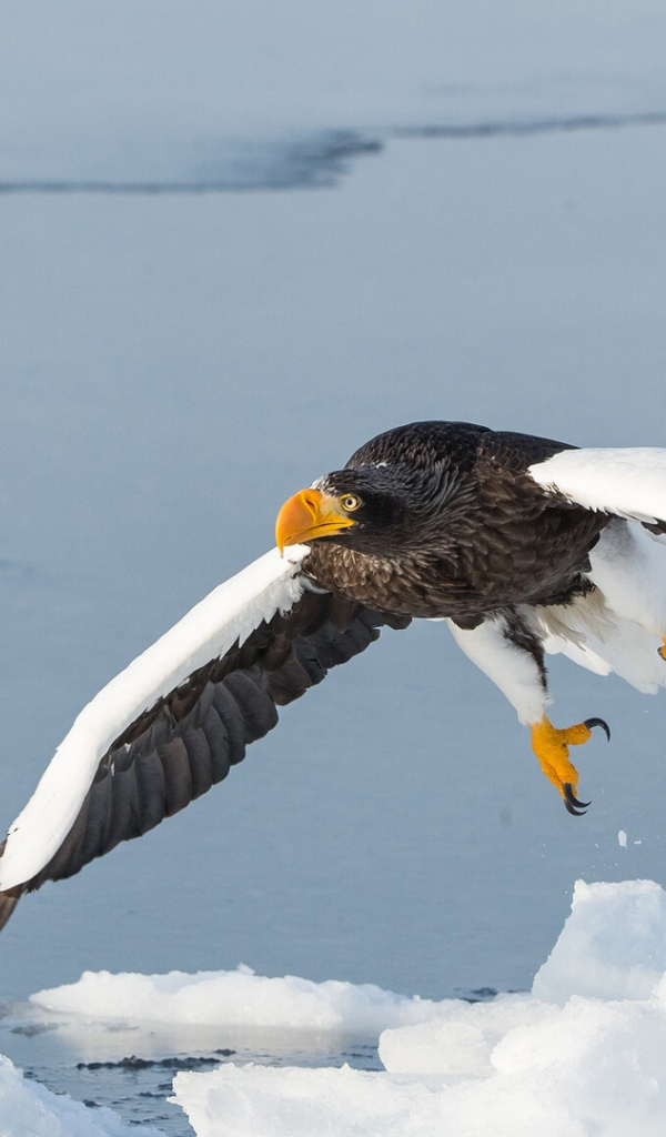 Большая хищная птица над заледеневшей рекой