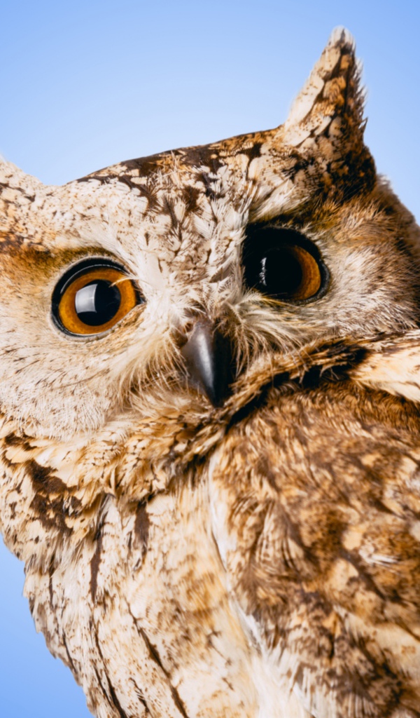 Большая серая сова на голубом фоне