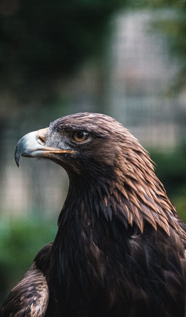 Большой хищный беркут с острым клювом