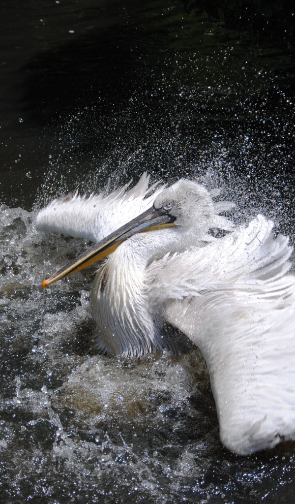 Большой белый пеликан плескается в воде 
