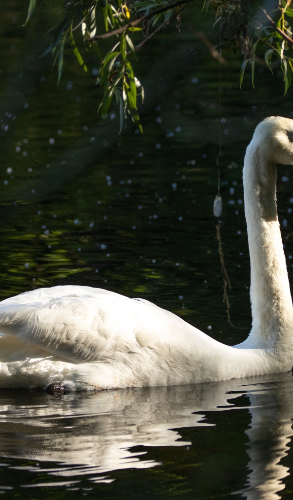 Большой белый лебедь отражается в воде