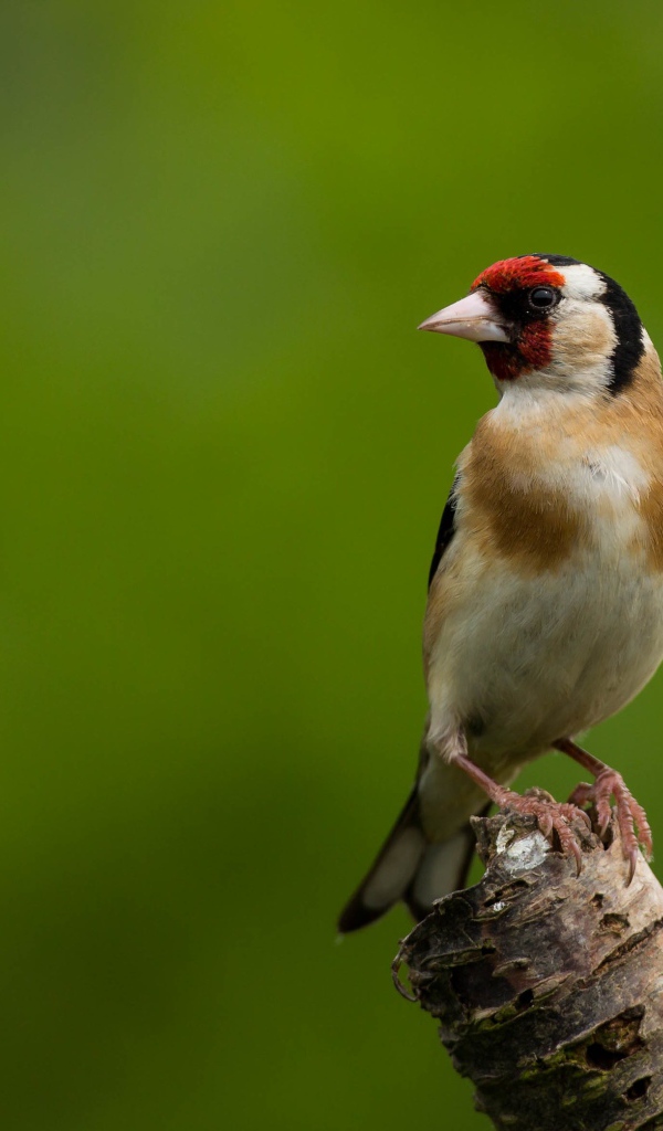 Маленькая птичка сидит на ветке дерева на зеленом фоне