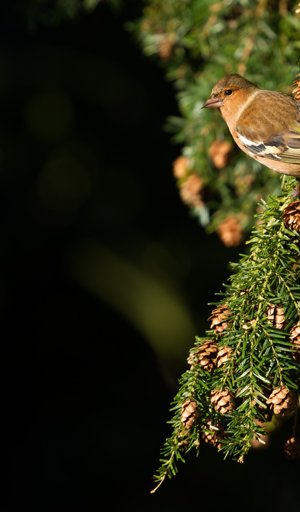 Маленькая птичка сидит на зеленой ветке ели