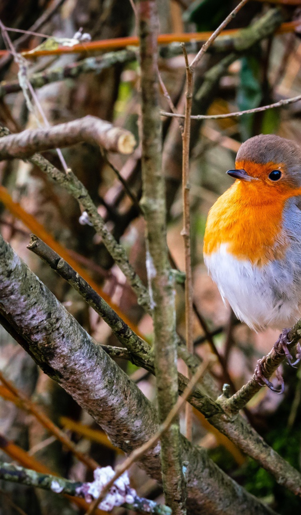 Маленькая птица зарянка сидит в ветках на дереве