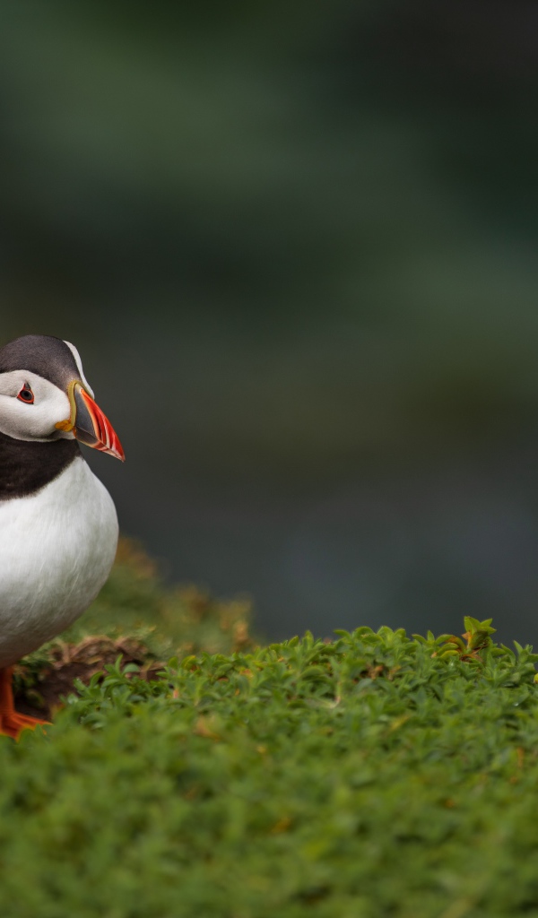 Маленький тупик на зеленой траве