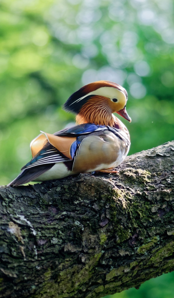 Маленькая уточка мандаринка сидит на дереве