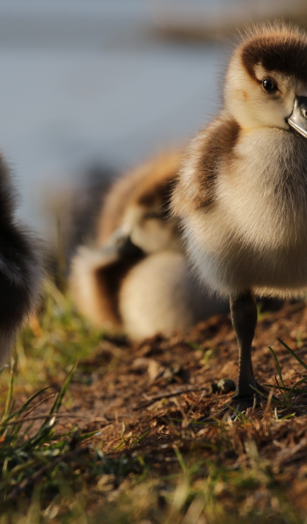 Маленькие утята на берегу озера