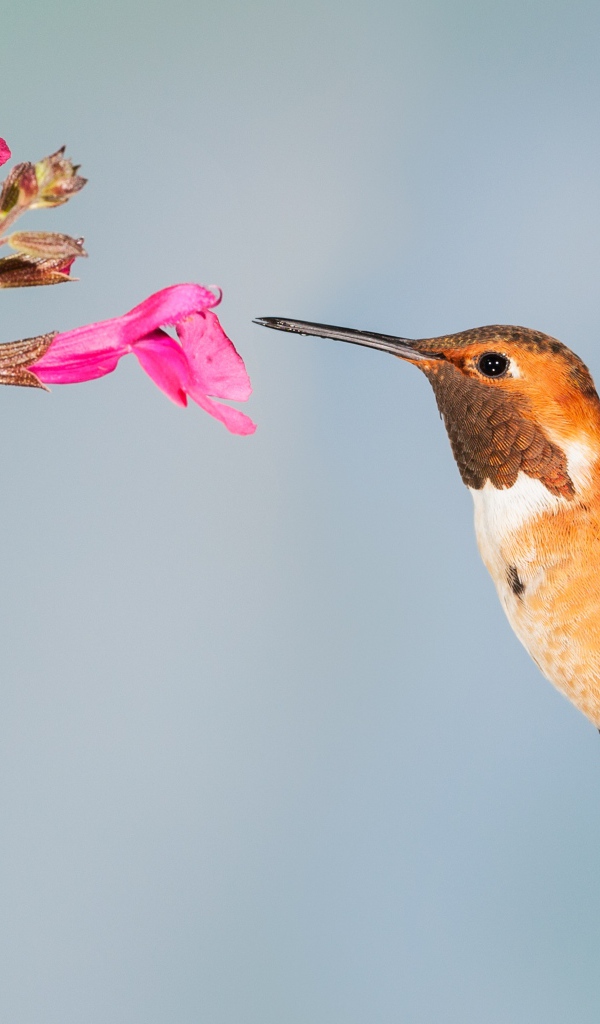 Маленькая птица колибри собирает нектар на розовом цветке 