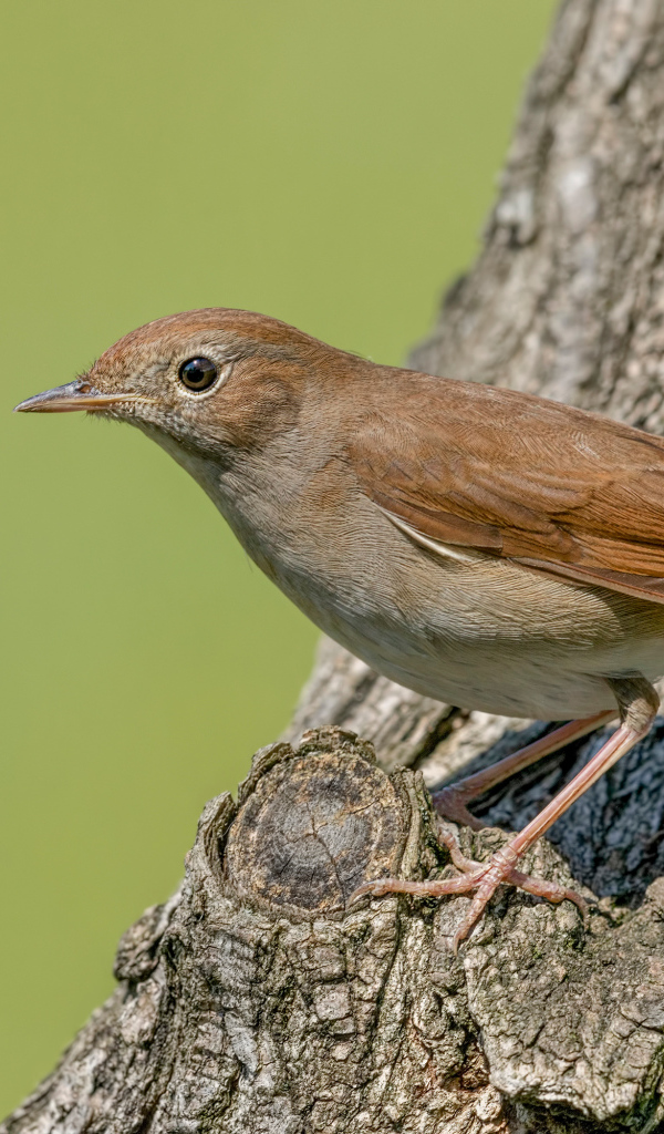 Маленький соловей сидит на дереве 