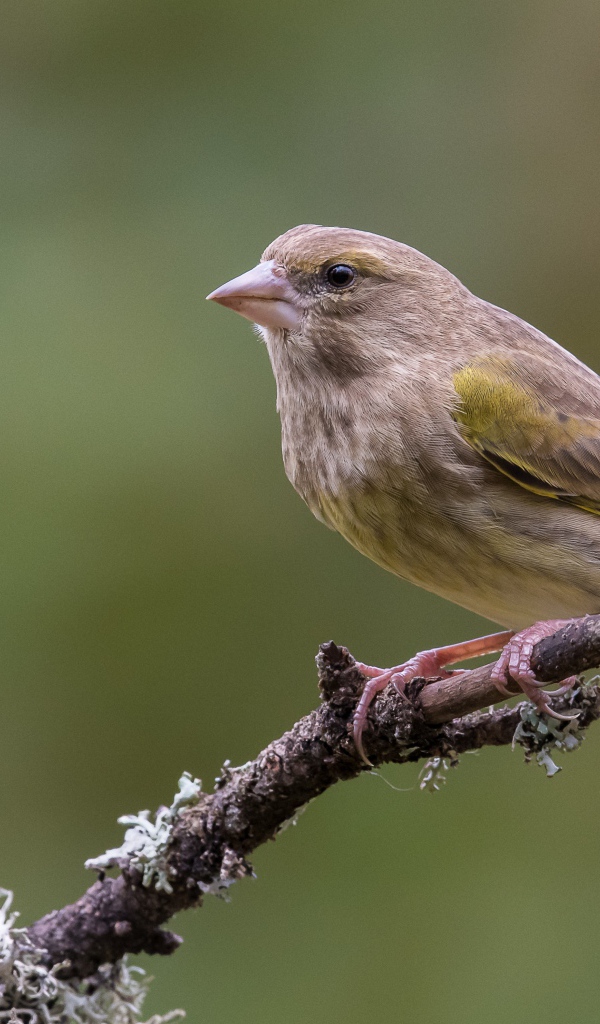 Маленький соловей сидит на ветке дерева крупным планом