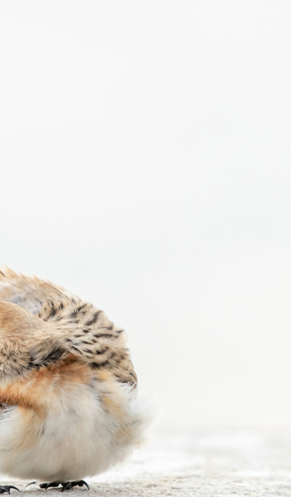 Маленький воробей на белом снегу