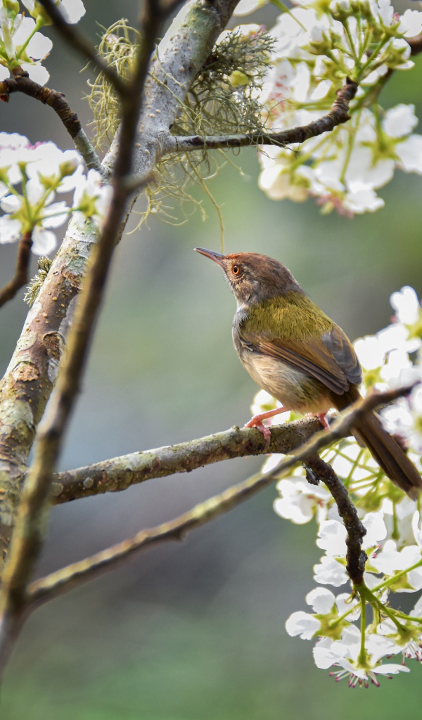 Маленький дрозд сидит на цветущей вишне 