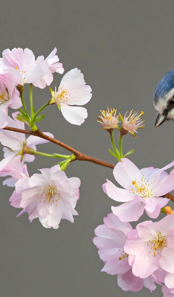 Маленькая синица сидит на ветке с цветами