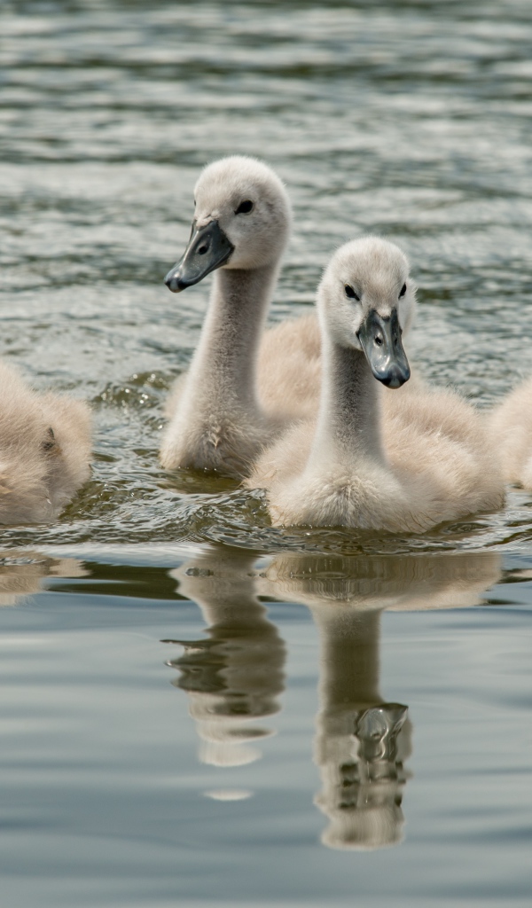 Little wild swans in the water