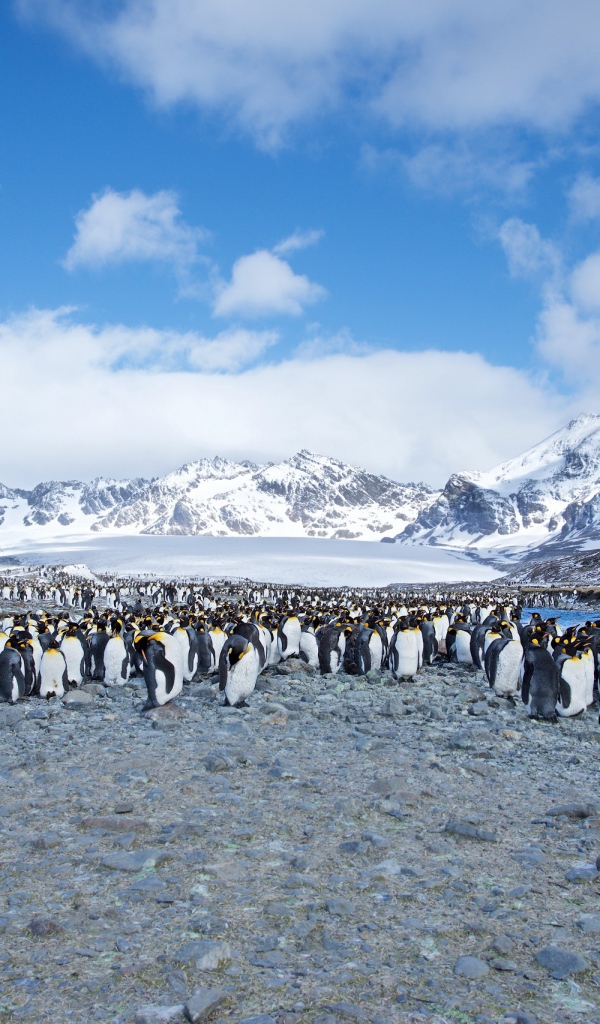 Много пингвинов на берегу на фоне заснеженных гор 