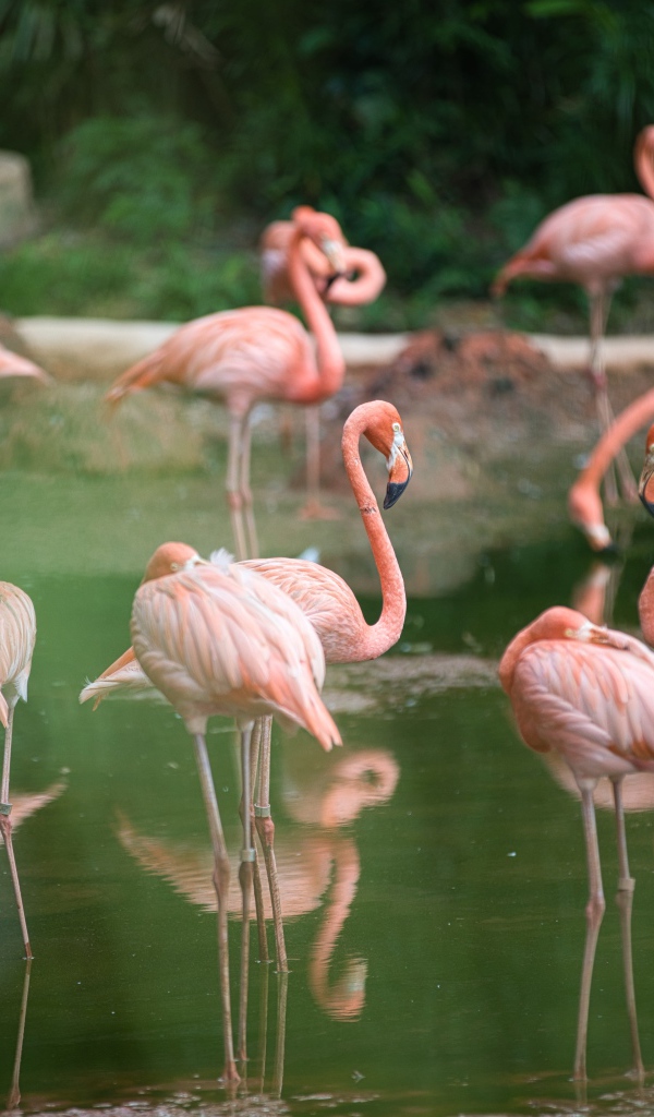Много розовых фламинго  в воде в зоопарке 