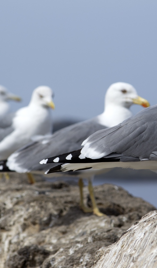 Много морских чаек сидит на камнях 