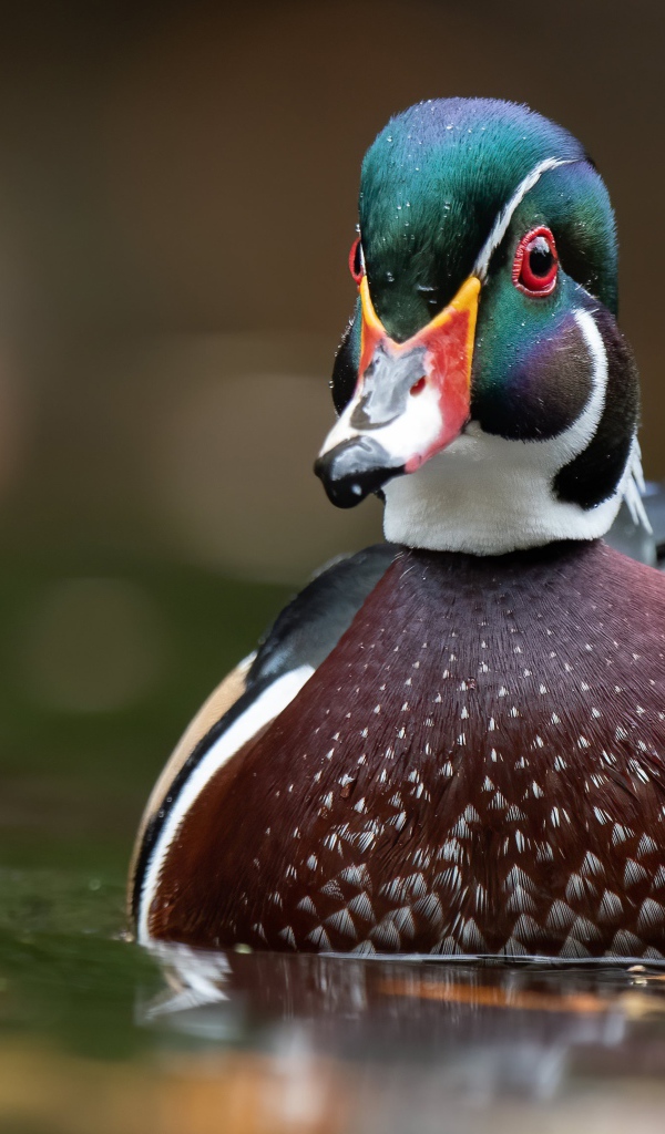Разноцветная утка в воде 