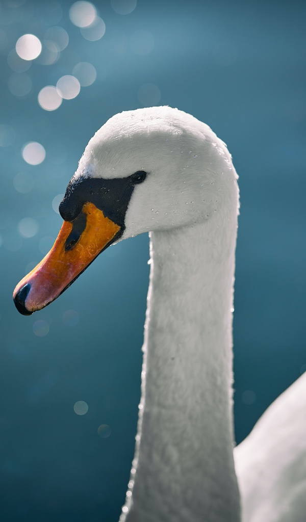 Оранжевый клюв белого лебедя крупным планом