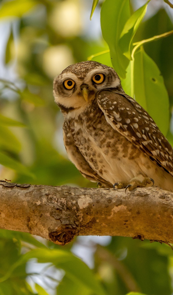 Сова сидит на ветке дерева в зеленых листьях