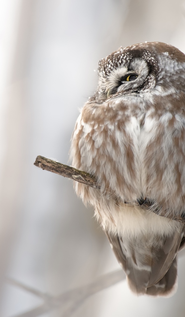 Сова спит на ветке дерева 