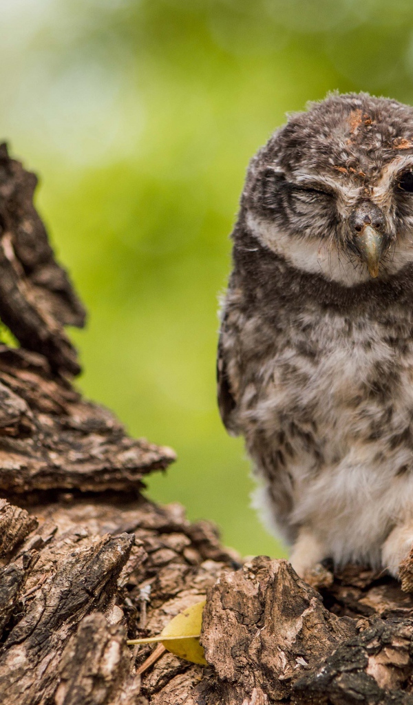 Сова подмигивает на дереве 