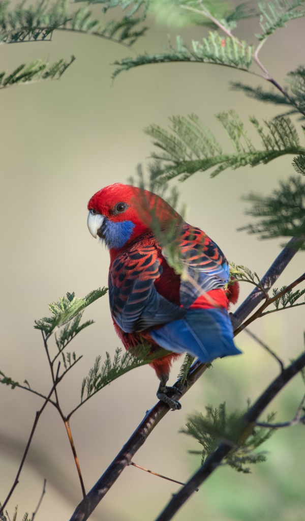 Попугай Красная розелла на ветке дерева