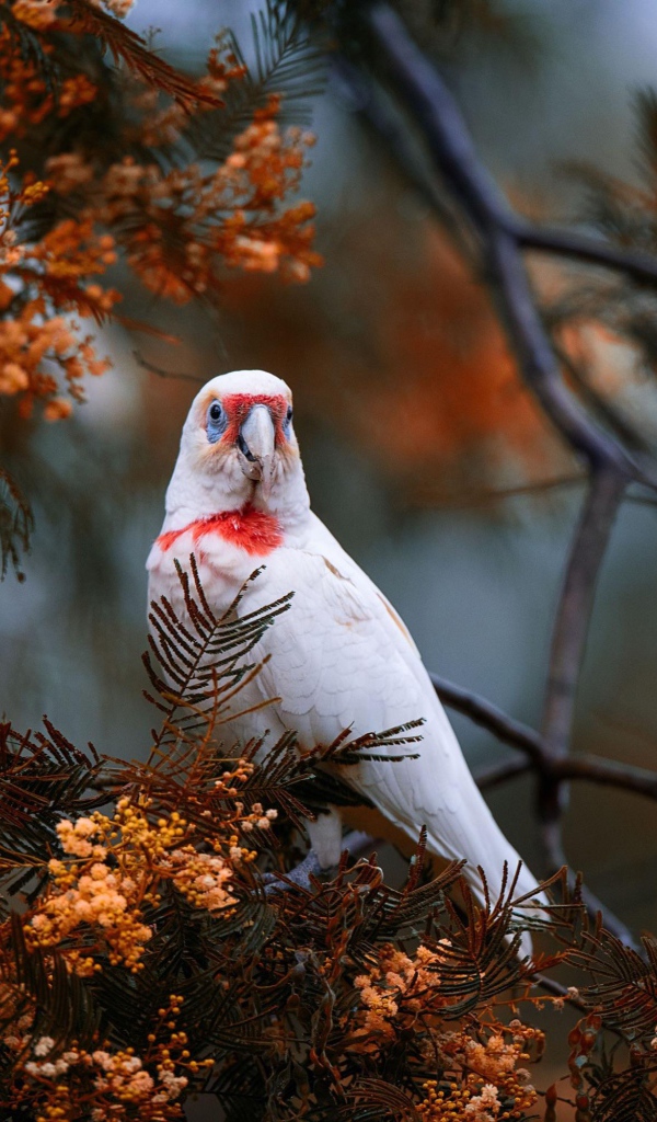 Попугай сидит на ветке туи 