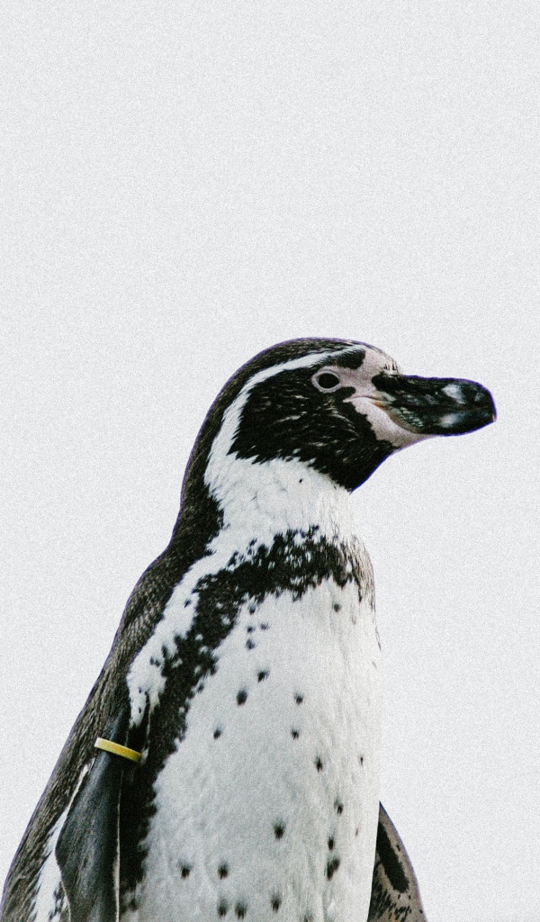 Пингвин на белом фоне крупным планом 