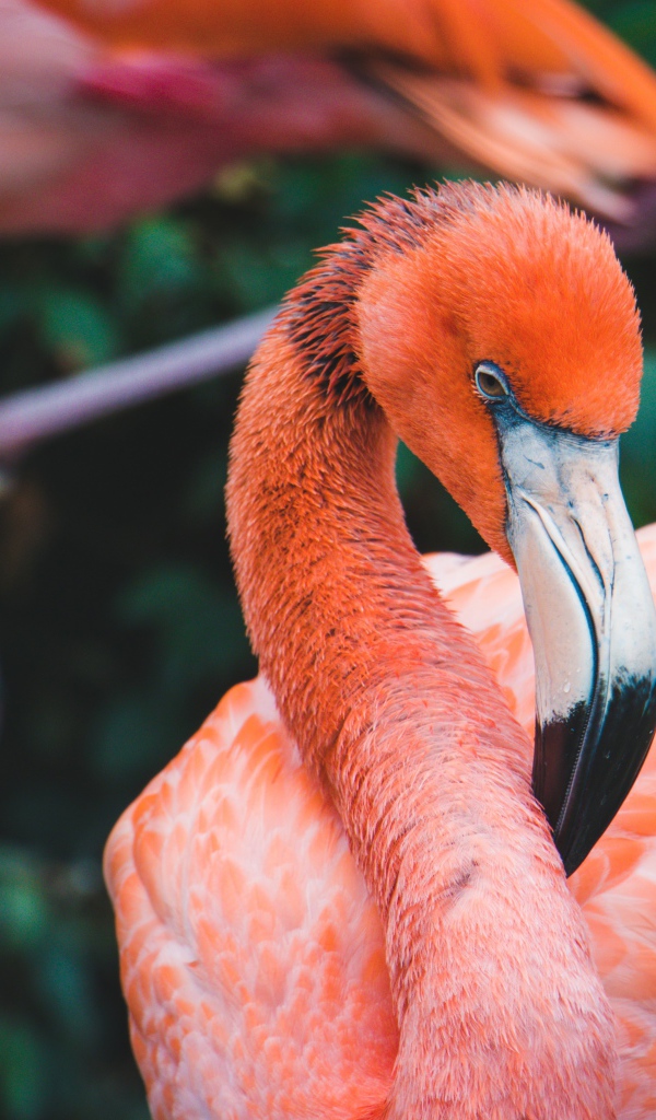 Розовый фламинго с длинным клювом крупным планом