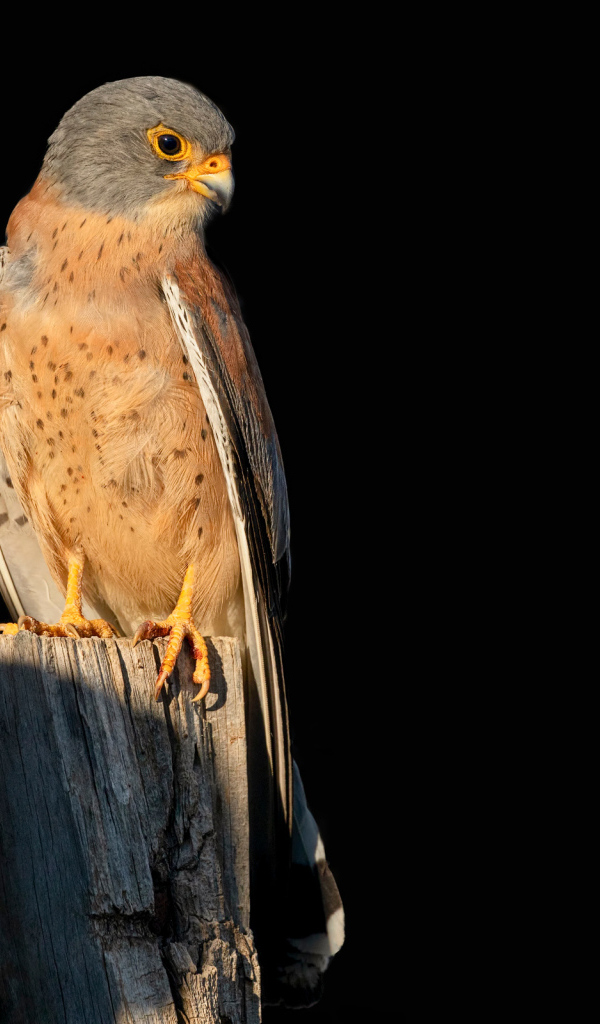 Хищный сокол сидит на сухом дереве на черном фоне