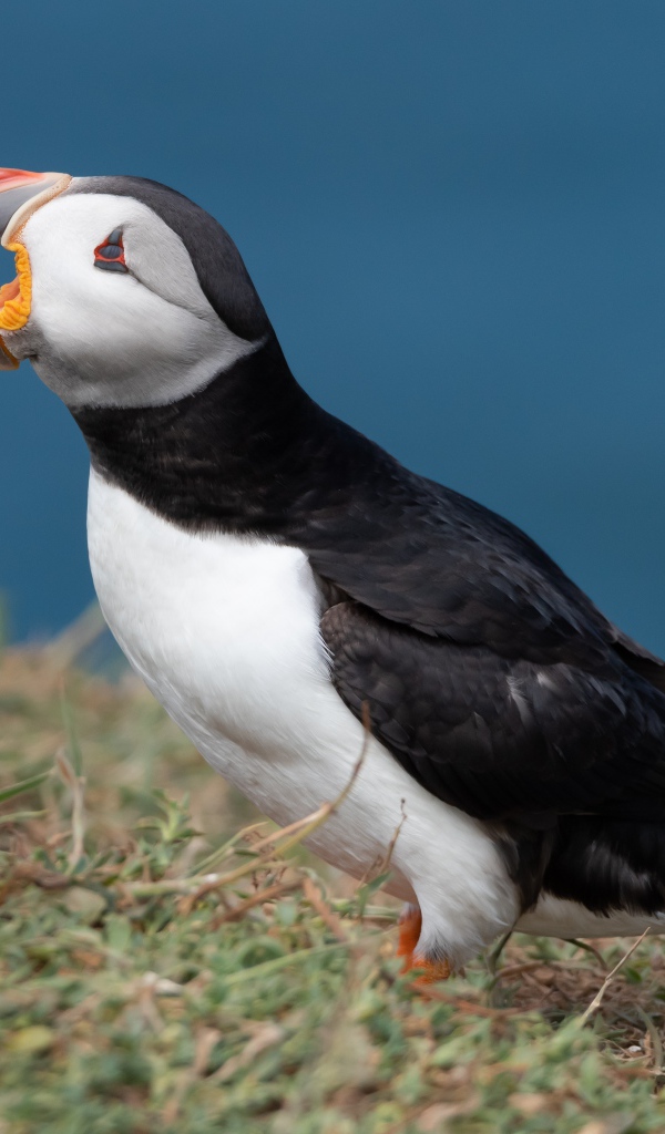 Тупик с открытым клювом на траве