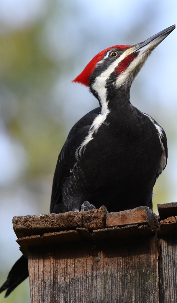 Красноголовый дятел сидит на заборе 