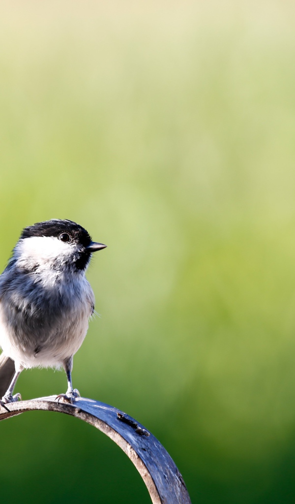 Маленькая птичка крупным планом