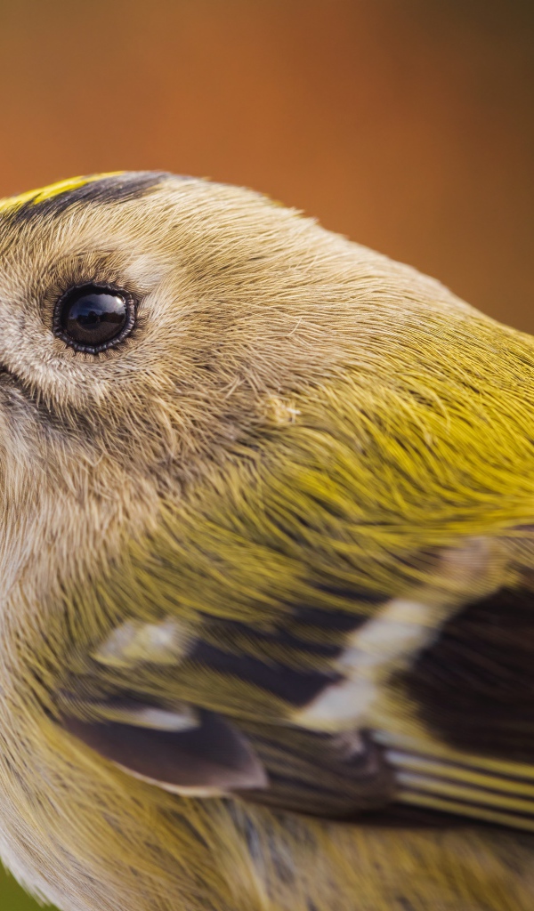 Маленькая птица дрозд крупным планом 