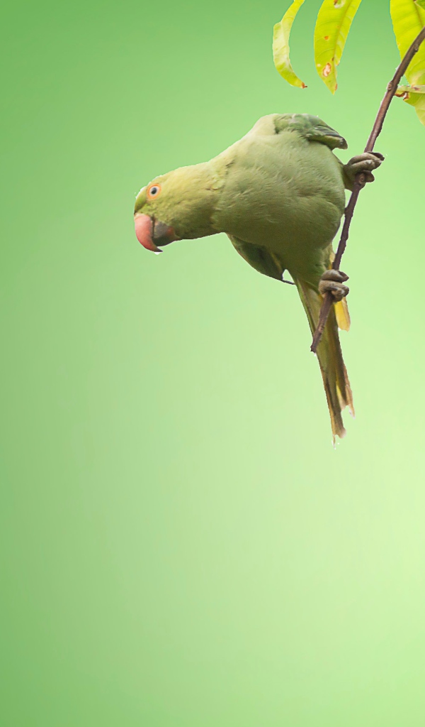 Маленький зеленый попугай сидит на ветке