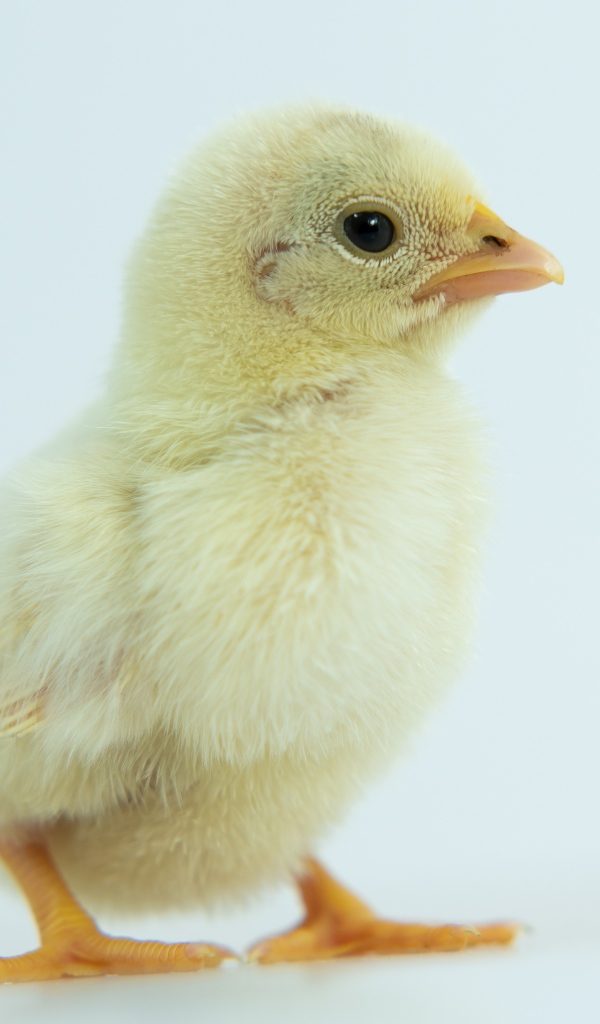 Маленький желтый цыпленок крупным планом
