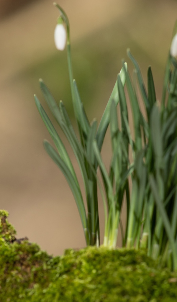 Воробей сидит на коряге у белых подснежников