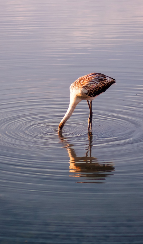 Птица опустила голову в воду озера
