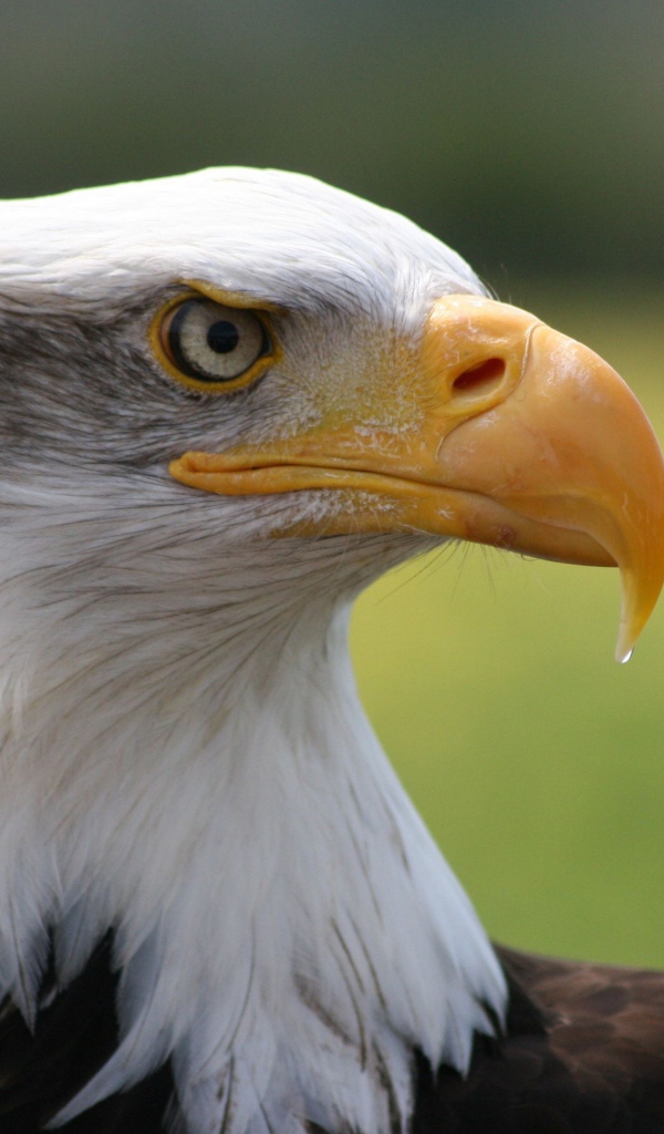 Острый клюв белоголового орлана 