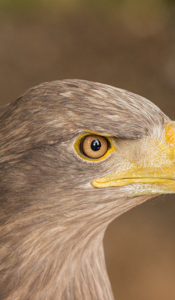 Острый клюв хищной птицы 